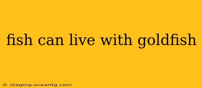 fish can live with goldfish