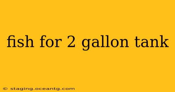 fish for 2 gallon tank