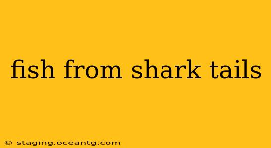 fish from shark tails