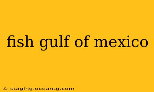 fish gulf of mexico