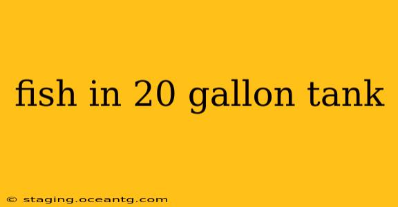 fish in 20 gallon tank