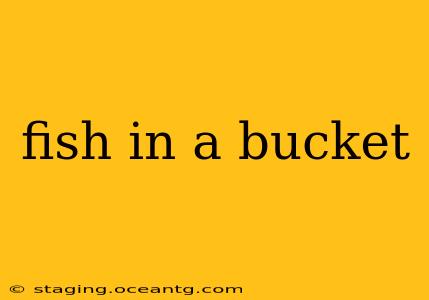 fish in a bucket
