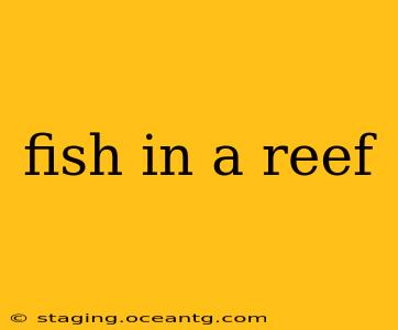 fish in a reef