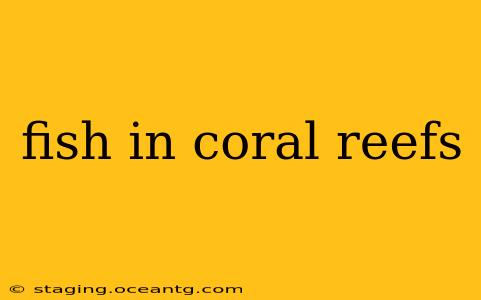 fish in coral reefs
