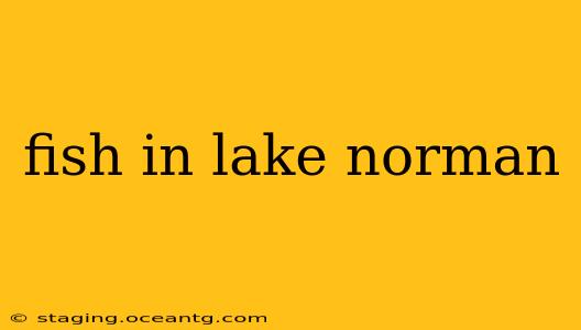 fish in lake norman
