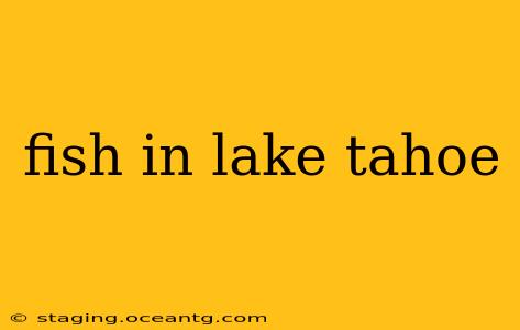 fish in lake tahoe