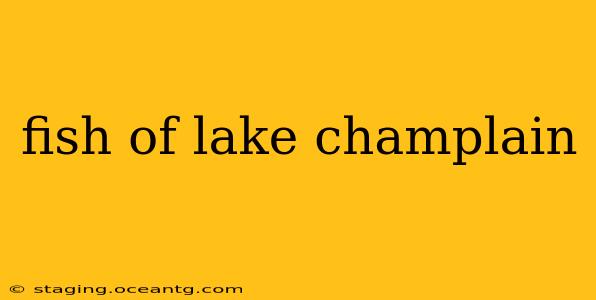 fish of lake champlain