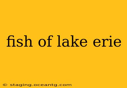 fish of lake erie