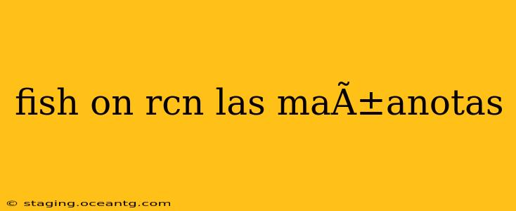 fish on rcn las maÃ±anotas