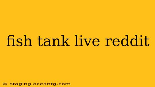 fish tank live reddit