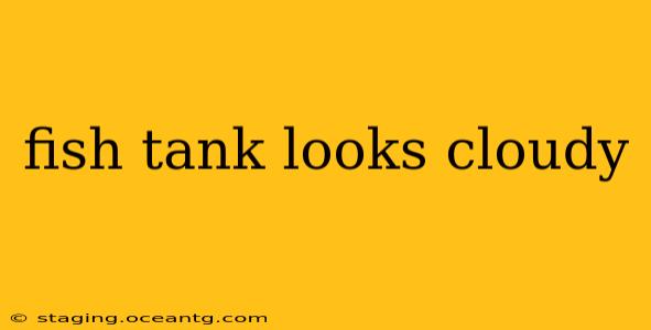 fish tank looks cloudy