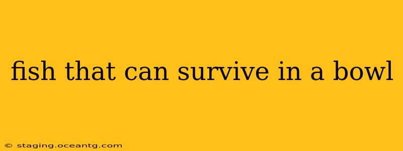 fish that can survive in a bowl