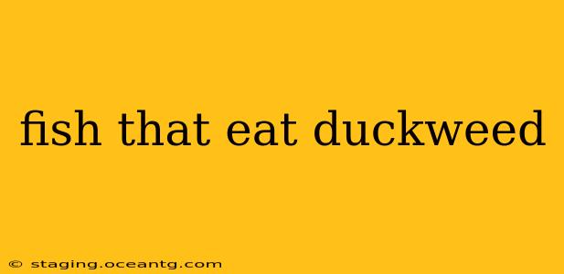 fish that eat duckweed