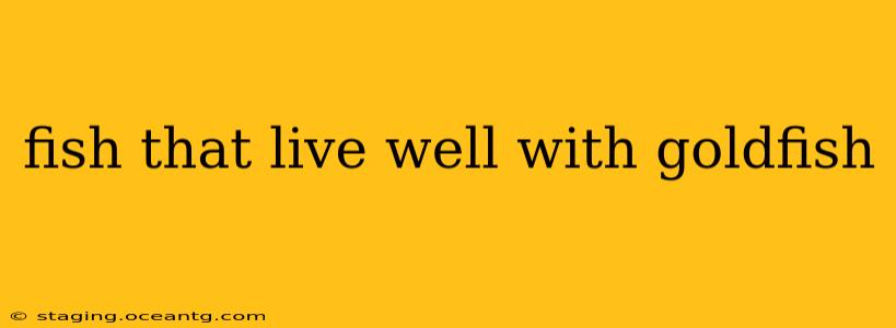 fish that live well with goldfish