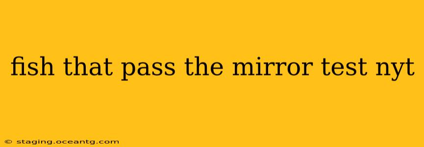 fish that pass the mirror test nyt