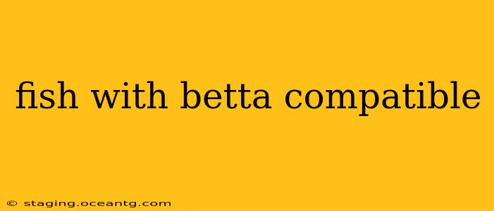 fish with betta compatible