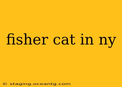 fisher cat in ny