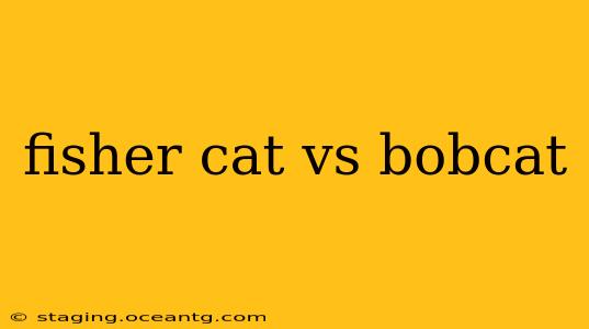fisher cat vs bobcat
