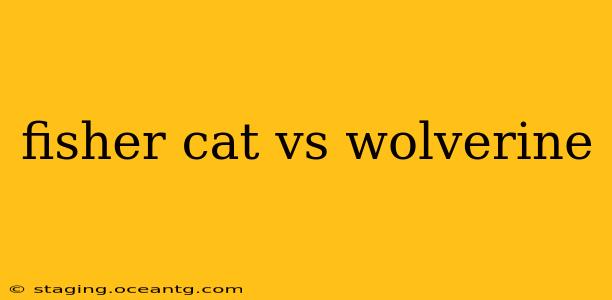 fisher cat vs wolverine