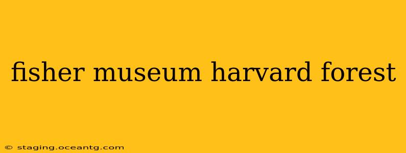 fisher museum harvard forest