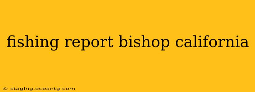 fishing report bishop california