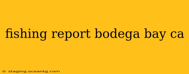 fishing report bodega bay ca