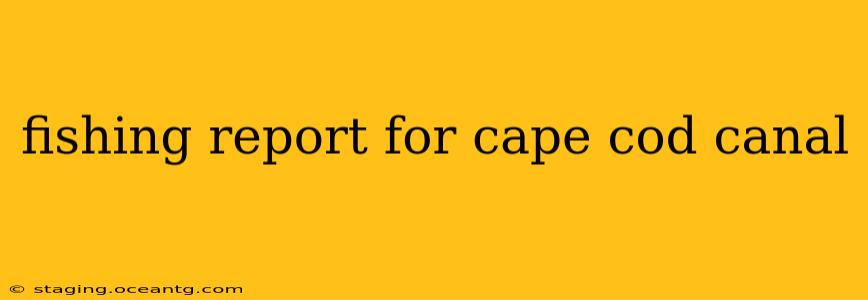 fishing report for cape cod canal