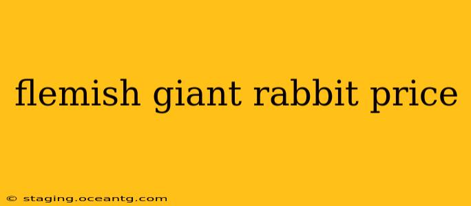 flemish giant rabbit price