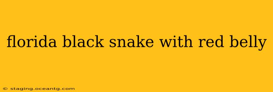 florida black snake with red belly