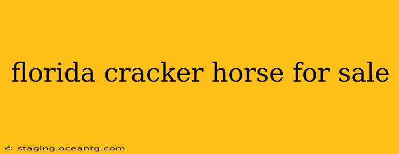 florida cracker horse for sale