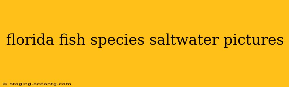 florida fish species saltwater pictures
