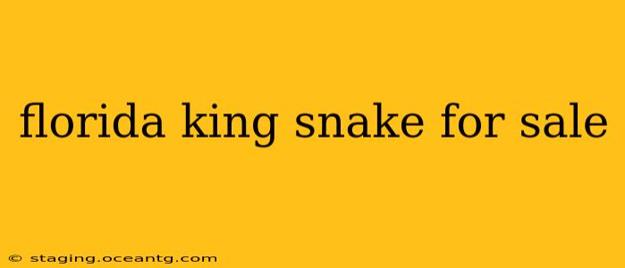 florida king snake for sale