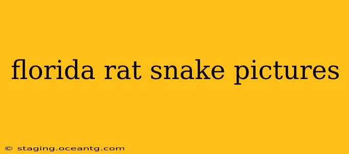 florida rat snake pictures