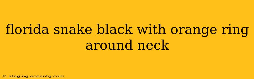 florida snake black with orange ring around neck