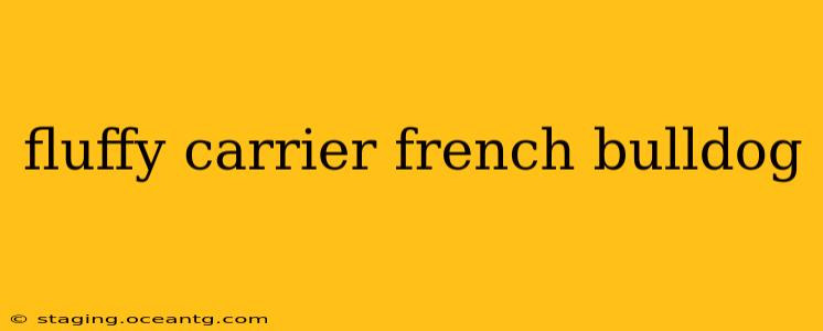 fluffy carrier french bulldog
