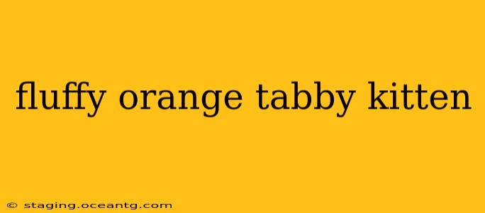 fluffy orange tabby kitten
