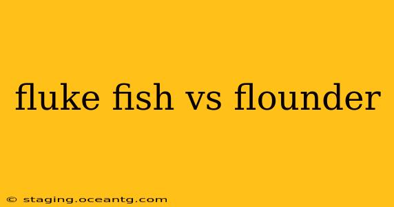 fluke fish vs flounder