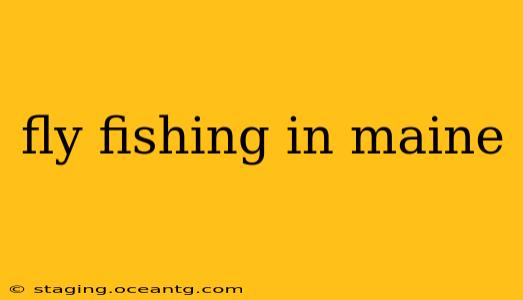 fly fishing in maine