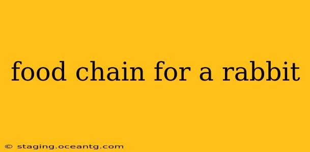 food chain for a rabbit