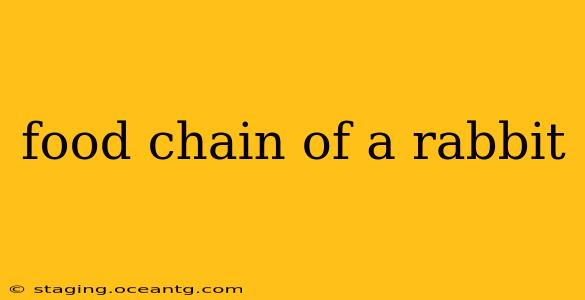 food chain of a rabbit