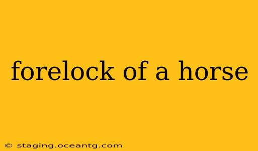 forelock of a horse