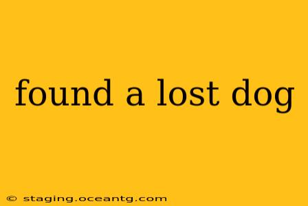 found a lost dog