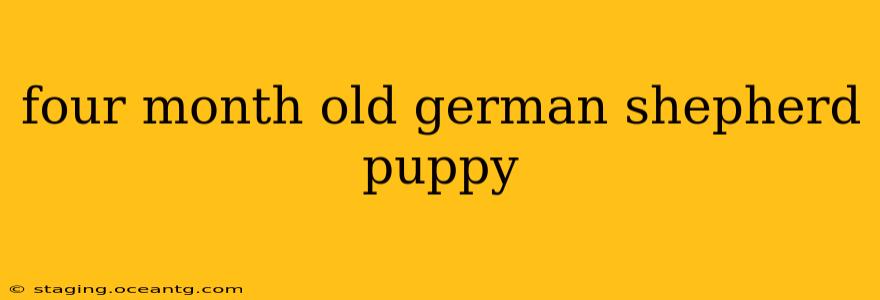 four month old german shepherd puppy
