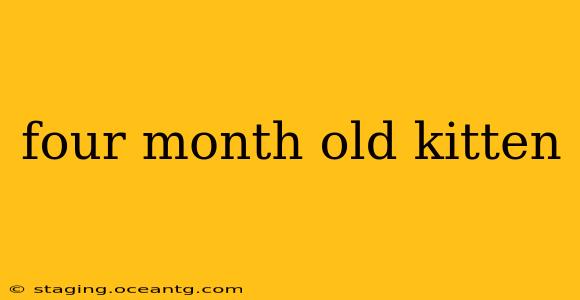four month old kitten
