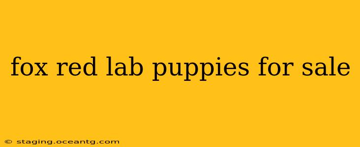 fox red lab puppies for sale