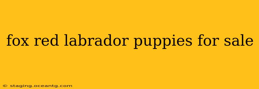 fox red labrador puppies for sale