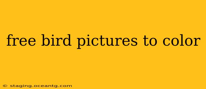 free bird pictures to color