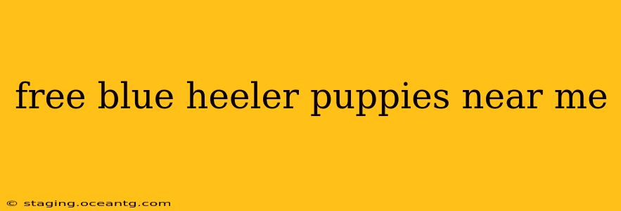 free blue heeler puppies near me