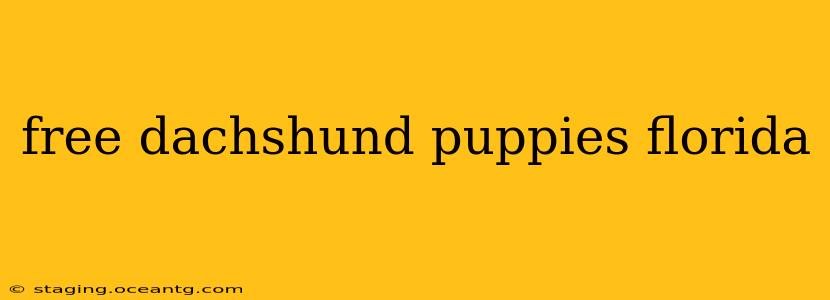 free dachshund puppies florida