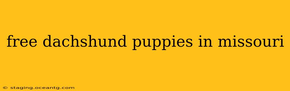 free dachshund puppies in missouri